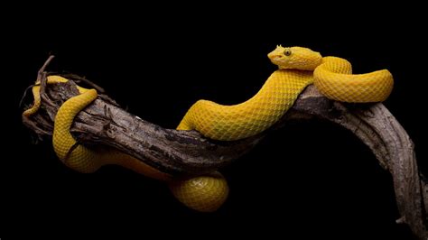 Yellow Python Background