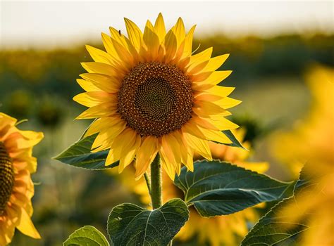 Yellow Sun Flower
