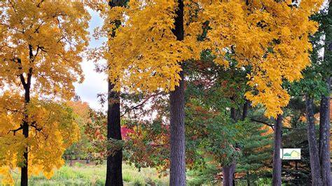 Yellow and Fall Foliage