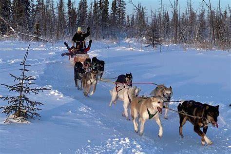 Yellowknife Dog Sledding