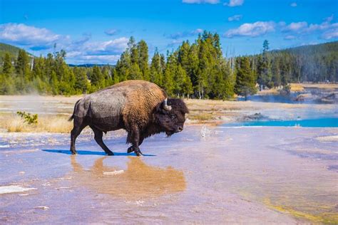 Yellowstone Insight Private Tours