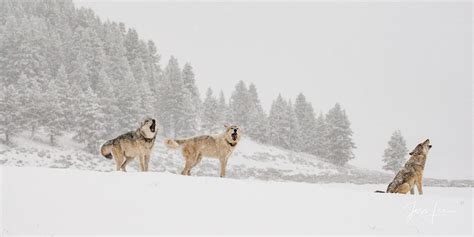 Yellowstone Winter Wolf Tour: A Detailed 4-Day/3-Night Review