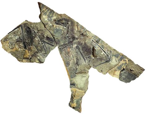 Yi Qi Fossil