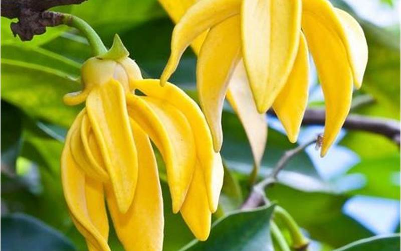 Ylang Ylang Sheet Music: A Guide to the Fragrant Melodies