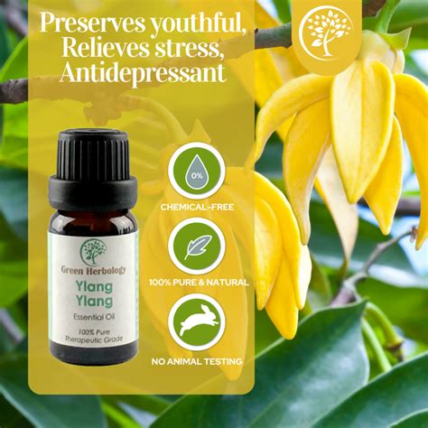 Frequently Asked Questions (FAQ) About Ylang Ylang Oil