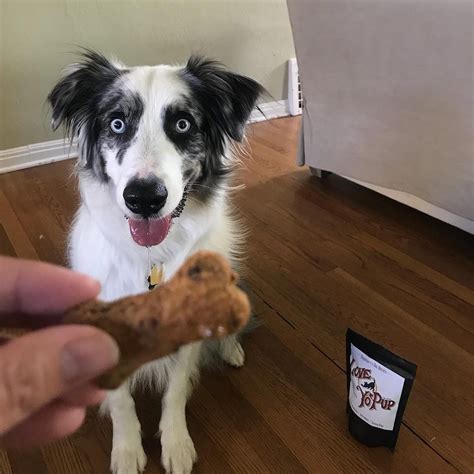 Yo Pup Instagram