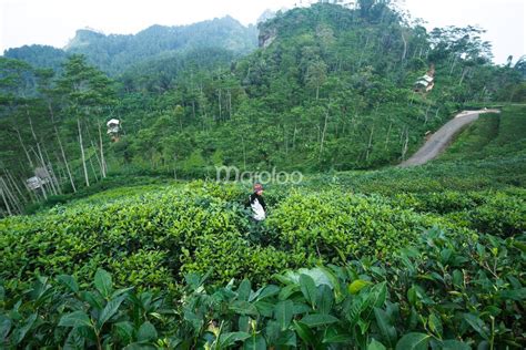 Yogyakarta Tea Fields