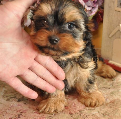Yorkshire Terrier Puppies For Sale Glen Burnie, MD 285317
