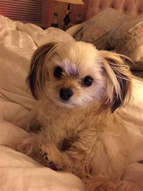 Yorkie Shih Tzu Chihuahua Mix For Sale rika