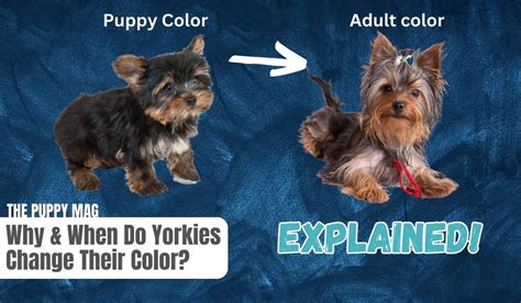 Pin on Yorkie Love