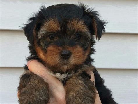 Yorkies For Sale In Nh