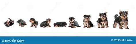 Yorkshire Terrier Puppy Development