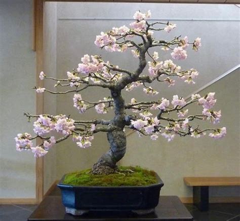 Cherish Your Space with a Stunning Yoshino Cherry Bonsai - the hobby of ...