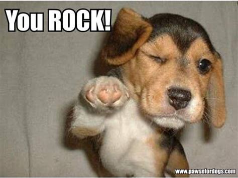 You Rock Beagle Meme