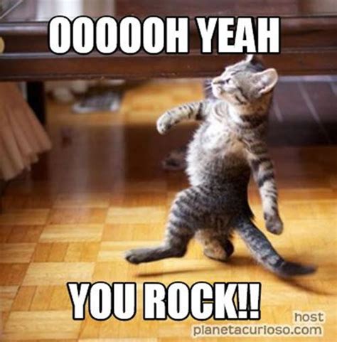 You Rock Meme Cat