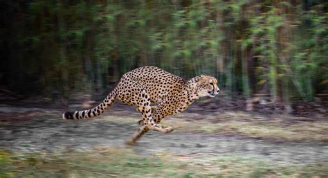 You Won't Believe What Animal is the Fastest in the World!