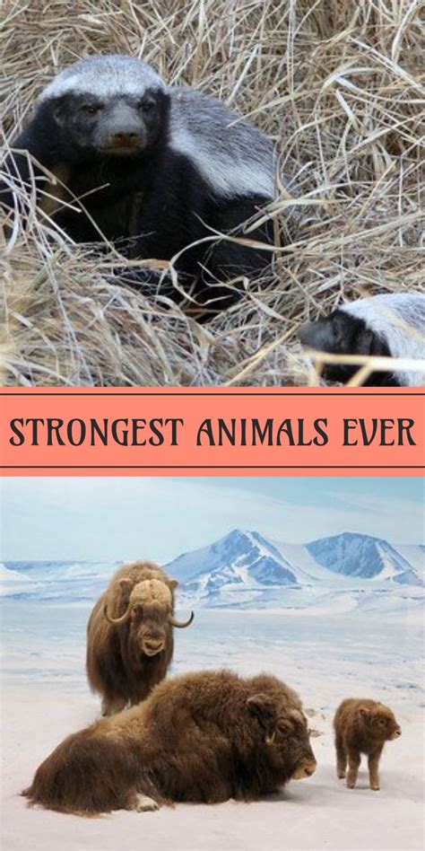 You Won't Believe What Animal is the Strongest on Earth!