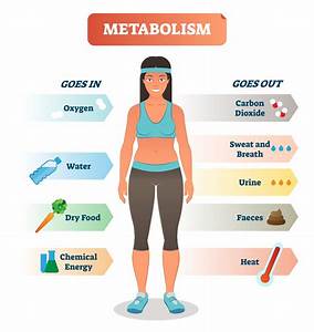 Your Metabolism