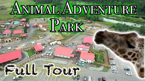 Embark on a Wild Journey with Youtube's Animal Adventure Park - Your Ultimate Animal Kingdom Destination