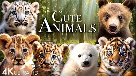 Youtube Cute Baby Animals