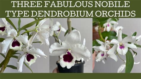 Youtube Dendrobium Orchids