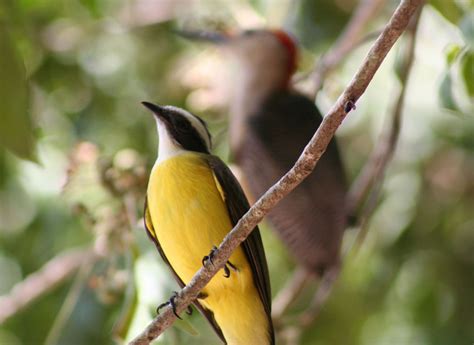 Yucatan birds