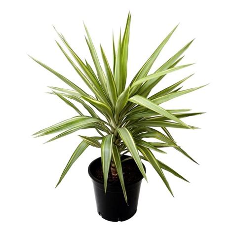 Dracaena Yucca Cane 6in Pot Live Plant Indoor Air Purifier Etsy