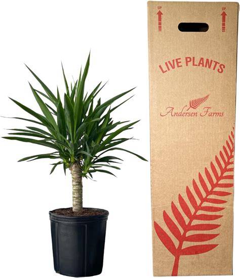 Yucca Cane Air Purifier: A Must-Have For Clean And Fresh Air In 2023