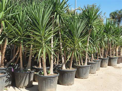 Yucca Elephantipes Outdoors: A Perfect Addition To Your Garden