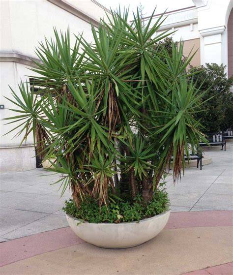 Yucca Plant Air Purifier