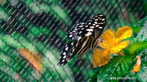 Zanzibar Butterfly Centre