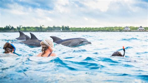 Zanzibar Dolphin Tour