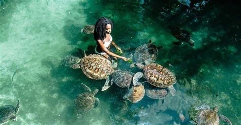 Zanzibar Ethical Turtle Experiences
