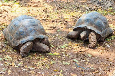 Zanzibar Giant Land Tortoise