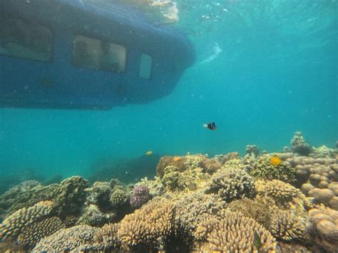 Zanzibar Submarine Reef