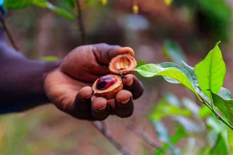 Zanzibar Tortoise & Spice Tour: A Detailed Review