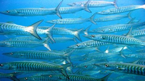 Buceo en Zanzibar