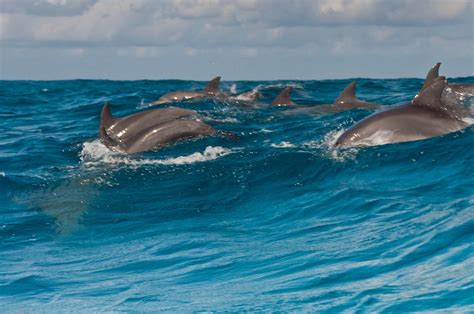 Zanzibar Dolphin Swim & Snorkeling: A Detailed Review & Guide