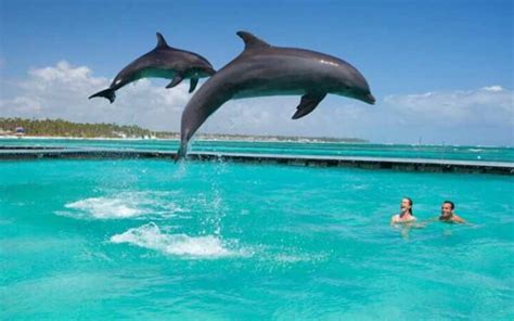 Zanzibar Dolphins Encounter Adventure: A Detailed Review