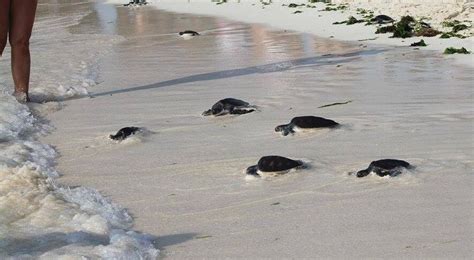 Zanzibar turtle release