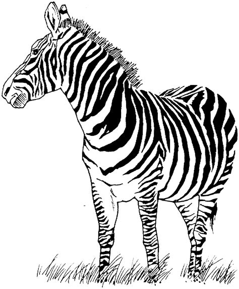 Zebra Coloring Pages Printable