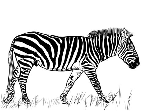 Desenhos de Zebra Normal 6 para Colorir e Imprimir