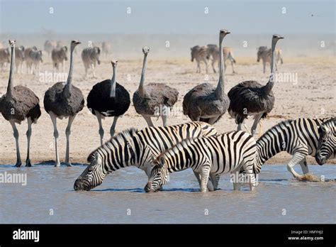 Zebra And Ostrich Relationship