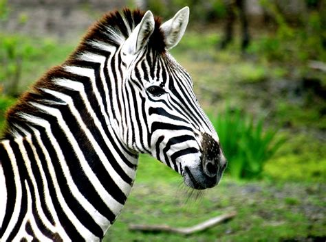 Zebra Images Free