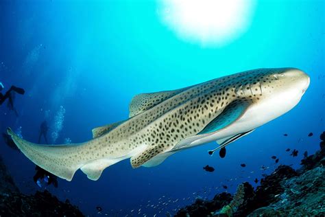 Zebra Shark Swimming