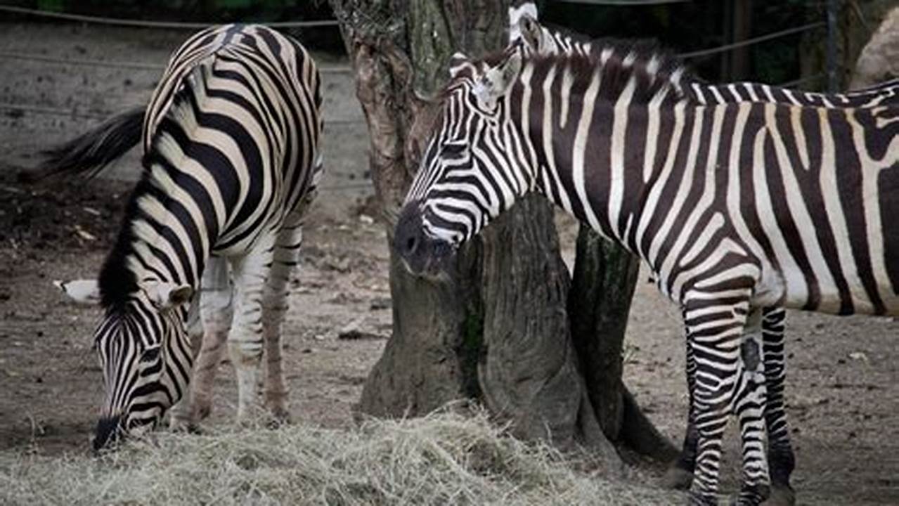 Zebras So Animais Sociais Que Vivem Em Rebanhos., Free SVG Cut Files