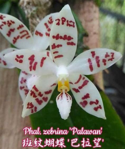 Zebrina Palawan