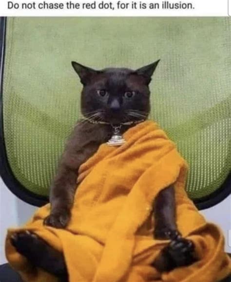 Zen Cat Meme