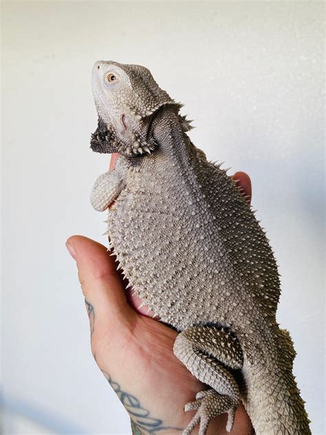 Zero Bearded Dragon