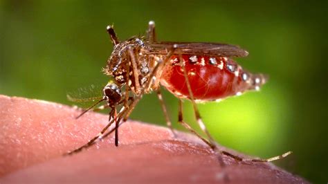 Zika & Kehamilan: Lindungi Bayi Anda Sekarang!